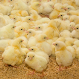 Poultry Propelling Propane Sales in Arkansas